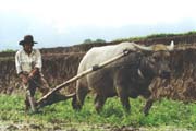 Pr�ce na r��ovi�ti u Bukittingi. Sumatra, Indon�sie.