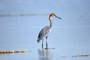 Volavka obrovsk� (Ardea goliath), Arba Minch. Etiopie.