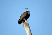 Sup kapuc�n (Necrosyrtes monachus), okol� Arba Minche. Etiopie.