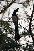 Turako sv�tl� (Corythaixoides leucogaster), okol� Arba Minche. Etiopie.