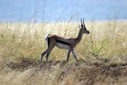 Antilopa Impala, N�rodn� park Nechisar. Etiopie.