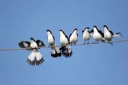 �uh�k �edot�bet� (Lanis excubitoroides), okol� Arba Minche. Etiopie.