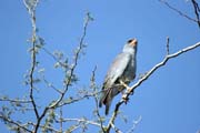 Jest��b v�chodoafrick� (Melierax poliopterus), okol� Arba Minche. Etiopie.