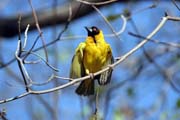 Snova� �ernohlav� (Ploceus melanocephalus), okol� Arba Minche. Jih,  Etiopie.