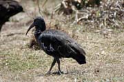 Ibis, N�rodn� park Bale Mountain. Etiopie.