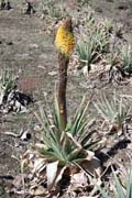 Kv�tina red-hot poker. N�rodn� park Bale Mountain. Etiopie.