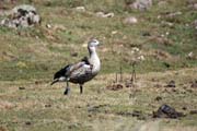 N�rodn� park Bale Mountain. Etiopie.
