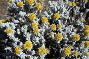 N�rodn� park Bale Mountain. Etiopie.