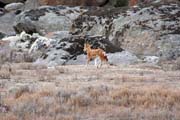 Etiopsk� vlk. N�rodn� park Bale Mountain. Etiopie.
