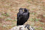 N�rodn� park Bale Mountain. Etiopie.