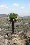 N�rodn� park Bale Mountain. Etiopie.