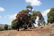 N�rodn� park Bale Mountain. Etiopie.
