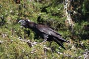 Endemick� havran, thick-billed raven (Corvus crassirostris), kter� �ije jen v hor�ch Etiopie a Eritrey. N�rodn� park Bale Mountain. Etiopie.