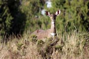 Horsk� nyala. N�rodn� park Bale Mountain. Jih,  Etiopie.