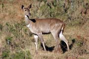 Horsk� nyala. N�rodn� park Bale Mountain. Etiopie.