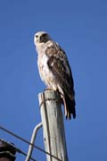 Krahujec mal� (Accipiter minullus). Etiopie.