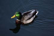 Cental Park, Manhattan, New York. Spojen� st�ty americk�.