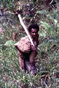 Domorodec z kmene Dani. Papua, Indon�sie.
