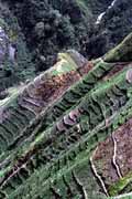 Pol��ka sladk�ch brambor jsou i v t�ch nejstrm�j��ch svaz�ch. Ji�n� ��st Baliemsk�ho �dol�. Papua, Indon�sie.
