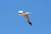 Wabasha, �eka Mississippi, Minnesota. Spojen� st�ty americk�.