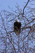 Orel b�lohlav� (Haliaeetus leucocephalus), �eka Mississippi, Wabasha, Minnesota. Spojen� st�ty americk�.
