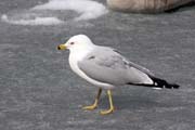 Loring Park, Minneapolis, Minnesota. Spojen� st�ty americk�.