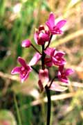 Mal� orchidej. Papua, Indon�sie.