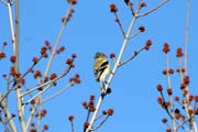 Loring Park, Minneapolis, Minnesota. Spojen� st�ty americk�.