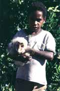 Chycen� sova. Papua, Indon�sie.