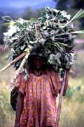 �ena vracej�ci se z pole. Papua, Indon�sie.