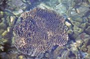 Kor�l u b�ehu. Pulau Kadidiri, jeden z mnoha Togean ostrov�. Sulawesi, Indon�sie.