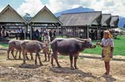 Prodej buvol� na velk�m t�denn�m trhu ve m�st� Rantepao, oblast Tana Toraja. Sulawesi, Indon�sie.