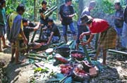 Na poh�ebn� slavnosti. P��prava j�dla na jednu z mnoha hostin. Oblast Tana Toraja. Sulawesi, Indon�sie.