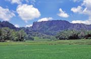 R��ovi�t�, oblast Tana Toraja. Sulawesi, Indon�sie.