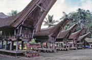Tradi�n� domy tongkonan, oblast Tana Toraja. Sulawesi, Indon�sie.
