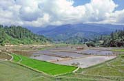 R��ovi�t�, �dol� Mamasa, oblast Tana Toraja. Sulawesi, Indon�sie.