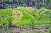 R��ovi�t� pod�l cesty z m�st��ka Mamasa do Rantepao. Oblast Tana Toraja. Sulawesi, Indon�sie.