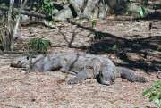 Komodsk� varan na ostrov� Komodo. Nusa Tenggara, Indon�sie.