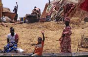 �ivot na b�eku �eky Niger. Mali.