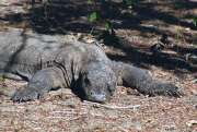 Komodsk� varan na ostrov� Komodo. Nusa Tenggara, Indon�sie.