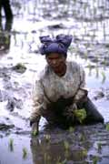Pr�ce na r��ovi�ti u Bukittingi. Sumatra, Indon�sie.