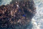 Kor�ly. Nusa Tenggara, Indon�sie.
