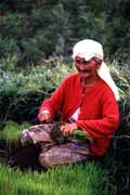 Pr�ce na r��ovi�ti u Bukittingi. Sumatra, Indon�sie.
