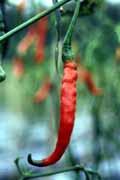 Pole s chilli paprickami u Bukittinggi. Sumatra, Indon�sie.
