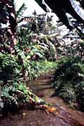 Ostrov Siberut. Sumatra,  Indon�sie.