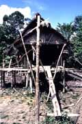Tradicn� mentawajsk� obydl�. Ostrov Siberut. Sumatra, Indon�sie.
