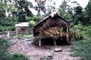 Tradicn� mentawajsk� obydl�. Ostrov Siberut. Sumatra, Indon�sie.