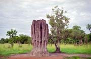 Termiti�t�. N�rodn� park Kakadu. Austr�lie.