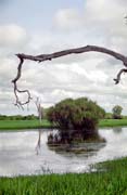 �eka Yellow Water. N�rodn� park Kakadu. Austr�lie.