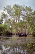 �eka Yellow Water. N�rodn� park Kakadu. Austr�lie.